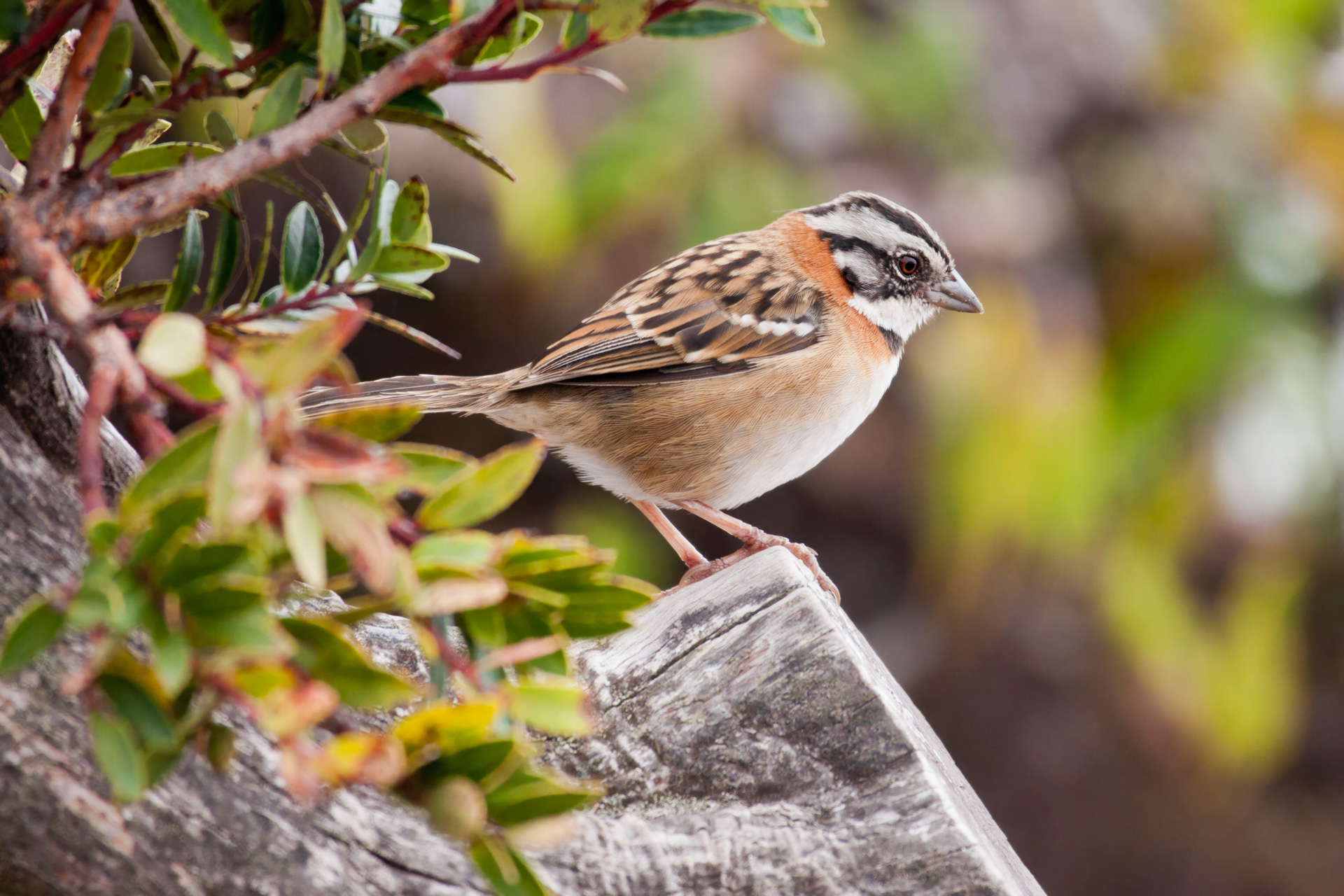 Morgenammer (Zonotrichia capensis)